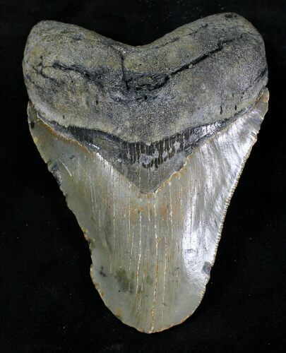 Bargain Megalodon Tooth - North Carolina #28331